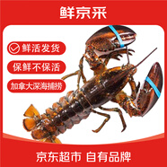 鮮京采 鮮活波士頓龍蝦 凈重450-550g/只 生鮮波龍 保鮮不保活 源頭直發(fā)