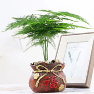 花竹戀大文竹盆栽盆景辦公室內(nèi)綠色植物客廳花卉四季常青綠植陽臺盆景 中號文竹+福