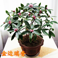 金邊瑞香盆栽大苗金邊瑞香年宵花卉帶花苞瑞香花苗耐寒植物花卉 3年苗帶分叉當年開(kāi)花 不含盆