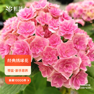 虹越（HONGYUE）大花繡球花盆栽苗 無(wú)盡夏花手鞠萬(wàn)華錦繡球八仙花庭院陽(yáng)臺花卉 【大花繡球】“夏洛特公主”1加侖