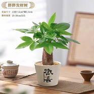開時果 發(fā)財樹小盆栽中式禪意盆景 四季好養(yǎng)富貴竹懶人綠植茶桌禪意擺件 胖胖發(fā)財樹+歡喜陶瓷盆（送鋪面石+肥料）
