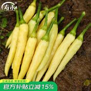 壽禾 辣椒種子大全特辣種籽朝天指秋冬季小米椒薄皮椒辣子光蔬菜種孑 玉脂小米辣辣椒種子 50粒裝