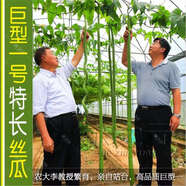 巨型一號特長(cháng)絲瓜種子種孑超長(cháng)高產(chǎn)巨型四季種籽春季夏季秋 巨型一號絲瓜種子10粒裝