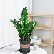 花竹戀杜鵑花四季開(kāi)花盆栽花卉綠植陽(yáng)臺辦公室紅掌室內盆栽盆景大型綠植 金錢(qián)樹(shù) 含盆栽好發(fā)貨高度40厘米左右