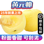 【順豐】山東煙臺(tái)黃元帥蘋果 奶油蘋果 黃金帥粉面蘋果 新鮮水果 5斤大果80-85mm | 約11-12個(gè)