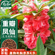 壽禾 重瓣鳳仙花種子種苗觀賞花卉種籽 濰育重瓣鳳仙花種子5g約500粒