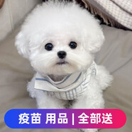 舒騰比熊幼犬純種寵物狗狗純種比熊犬活體比熊法國卷毛小體活寵物狗  寵物級 精品小體比熊 母