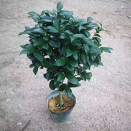白山茶花盆栽帶花苞東方色山茶花樹苗四季室內(nèi)花卉陽(yáng)臺(tái)好養(yǎng)活 精品東方山茶高約92cm【帶小花苞】 黑色育苗盆
