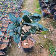 白山茶花盆栽帶花苞東方色山茶花樹苗四季室內(nèi)花卉陽臺好養(yǎng)活 小苗東方山茶高約42CM[帶花苞] 黑色育苗盆