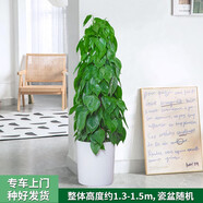 芙洛拉花園【兩小時(shí)達(dá)】綠蘿盆栽凈化空氣除甲醛大型綠植物大葉盆景送禮 B款杏葉藤