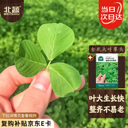北蔬 金花大葉草頭種子種苗黃花三葉草苜蓿菜籽 金花大葉草頭種子10g