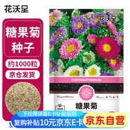 花沃里糖果菊花種子約1000粒 花卉種子陽臺(tái)種菜土盆栽蔬菜種子庭院草籽