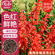 壽禾 一串紅花種子苗四季草種家庭盆栽種植花卉 一串紅花種子約500粒
