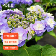虹越（HONGYUE）大花繡球花盆栽苗 無盡夏花手鞠萬華錦繡球八仙花庭院陽臺花卉 【大花繡球】“頭花”1加侖