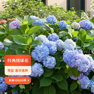 虹越（HONGYUE）大花繡球花盆栽苗 無(wú)盡夏花手鞠萬(wàn)華錦繡球八仙花庭院陽(yáng)臺花卉 【花園大會(huì )特供】大花繡球“無(wú)盡夏”1加侖