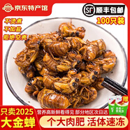 匯爾康2025新鮮知了猴金蟬爬叉100只生鮮知了龜唐僧肉速凍 【甄選大號(hào)】知了猴100只