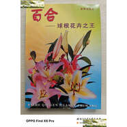 【二手9成新】百合：球根花卉之王1999年 /龍雅宜等 金盾