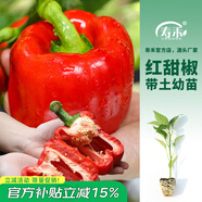 壽禾 蔬菜苗活苗帶土發(fā)貨大全菜苗種苗秋冬各種秧苗山東壽光苗子陽臺 （紅甜椒）紅椒苗 6棵