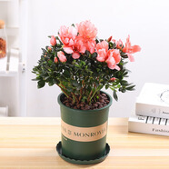 花竹戀杜鵑花四季開(kāi)花盆栽花卉綠植陽(yáng)臺辦公室紅掌室內盆栽盆景大型綠植 杜鵑花粉色 含盆栽好發(fā)貨高度40厘米左右