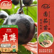 壽禾 蔬菜苗活苗帶土發(fā)貨大全菜苗種苗秋冬各種秧苗山東壽光苗子陽臺(tái) 圓茄子苗  6棵