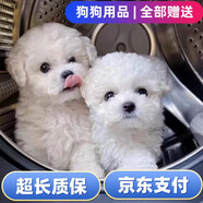 舒騰比熊幼犬純種寵物狗狗純種比熊犬活體比熊法國卷毛小體活寵物狗  寵物級 小體比熊 公