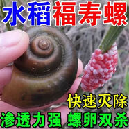 福壽螺專(zhuān)殺專(zhuān)用藥不傷魚(yú)蝦稻田魚(yú)塘魚(yú)缸滅螺除螺藥蝸牛鼻涕蟲(chóng)克星 快速滅殺【2瓶】滲透強 水稻田池塘湖泊菜地通用