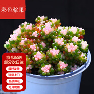 墨一【送貨上門(mén)】多肉植物帶盆大顆多肉植物盆栽組合辦公室內桌面花卉 彩色漿果 冠幅約 9cm 帶盆栽好