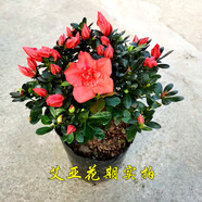 紫色杜鵑花盆栽花卉名貴福建基地雙色粉色帶花苞客廳陽臺綠植熱賣 胭脂粉杜鵑花冠幅25-30公分 當年開花 不含盆