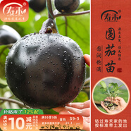 壽禾 蔬菜苗活苗帶土發(fā)貨大全菜苗種苗秋冬各種秧苗山東壽光苗子陽臺 圓茄子苗  6棵