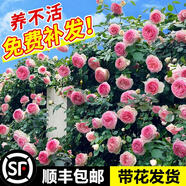 薔薇花苗爬藤月季四季開花卉植物盆栽室外庭院爬墻月季玫瑰花樹苗 選10棵品種備注】1-1.2米高包對版不可用優(yōu)惠券