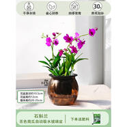 石斛蘭室內盆栽桌面花卉辦公室綠植帶花栽好淡香蘭花懶人花卉植物 茶色南瓜玻璃盆石斛蘭+1袋 帶盆栽好