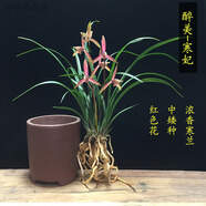 蘭花苗細(xì)葉寒蘭國(guó)畫(huà)之美濃香花中矮種室內(nèi)花卉綠植盆栽 醉美-寒妃 6苗連體 不含盆