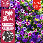 壽禾 爬藤牽?；ǚN子苗混色喇叭大花花籽 濰豐爬藤牽牛種子混色800粒