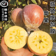 正宗臨猗紙加膜蘋(píng)果山西運(yùn)城冰糖心丑蘋(píng)果脆甜多汁農(nóng)家種植孕婦果 4500g（果園直發(fā)/順豐） 果王【90mm含-95mm不含】