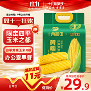 十月稻田 四平黃糯玉米 3.52斤(220g*8根)東北玉米棒 低脂早餐 零食