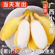廣西香蕉 小米蕉 新鮮水果 生鮮 生果 小米蕉是小的 青芭蕉特產(chǎn) 小米蕉凈3斤（青蕉需催熟后食用）