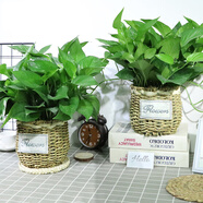 小冤家綠蘿盆栽室內(nèi)花卉綠植綠籮水養(yǎng)花卉盆景桌面辦公客廳水培大葉綠色 180#竹編花盆綠蘿+肥料2包【2盆】
