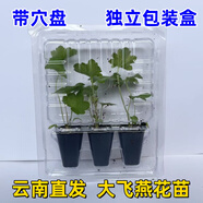 云南大飛燕花苗耐寒庭院樓頂花園陽(yáng)臺(tái)室外地栽宿根耐寒植物好養(yǎng)活 隨機(jī)花苗3顆【顏色可選】