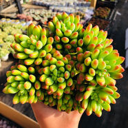 檸檬手指多肉植物送花盆營(yíng)養土迷你辦公室內陽(yáng)臺客廳懶人新手好養 一顆檸檬手指+拇指盆+土 不含盆