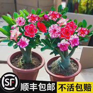 重瓣沙漠玫瑰花苗盆栽四季花卉綠植物老樁室內(nèi)陽(yáng)臺(tái)小盆景開(kāi)花不斷 6年大苗【加侖盆】品種備注