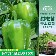 壽禾 蔬菜苗活苗帶土發(fā)貨大全菜苗種苗秋冬各種秧苗山東壽光苗子陽臺 （綠甜椒）青椒苗 6棵