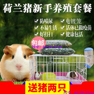 自家繁殖可愛寵物荷蘭豬活體荷蘭鼠活體豚鼠活物寶寶天竺鼠包健康 新手豪華套餐(含2只精品豬)