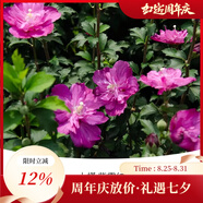 虹越（HONGYUE）花園新品木槿盆栽苗 多品種可選庭院花灌木植物 【HN木槿】紫雪紡（1加侖帶盆）