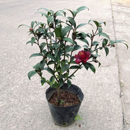 黑騎士山茶花樹苗盆栽茶梅帶花苞客廳陽臺庭院花卉黑色山茶 5：高50cm長葉期，夏季結(jié)苞 帶盆栽好