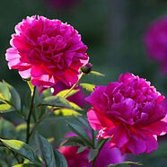 接運(yùn)貓重瓣芍藥花苗帶芽四季開(kāi)花種根陽(yáng)臺(tái)盆栽庭院鮮花觀賞牡丹花 紅富士812芽送促花肥料