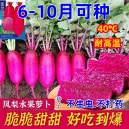 鳳梨水果蘿卜種子生吃紫美人蘿卜胭脂蘿卜籽四季夏季蔬菜種子大全 脆甜鳳梨水果蘿卜種子【6-10月可種植】 AAA級優(yōu)選種子1783粒+肥料【耐熱抗病】
