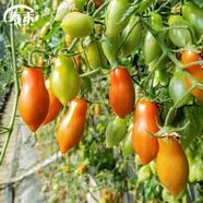 壽禾 四季番茄種子大全圣女果各種西紅柿蔬菜番茄種籽菜籽 （黃）花生柿子種子 10粒裝