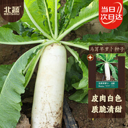 北蔬 蘿卜種子苗早熟大白蘿卜南北方秋季蔬菜種籽 馬耳早蘿卜種子40g
