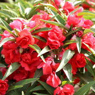 鳳仙花種子重瓣鳳仙花種籽室外花種籽子四季播種開(kāi)花指甲花籽盆栽 重瓣鳳仙花紅色300粒