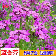 鳳仙花種子重瓣指甲花混色波斯菊盆栽野花組合綠化太陽(yáng)花花卉種子 藍香芥種子 半斤